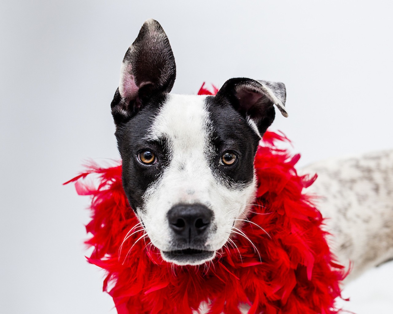20 adoptable dogs available right now at Orange County Animal Services