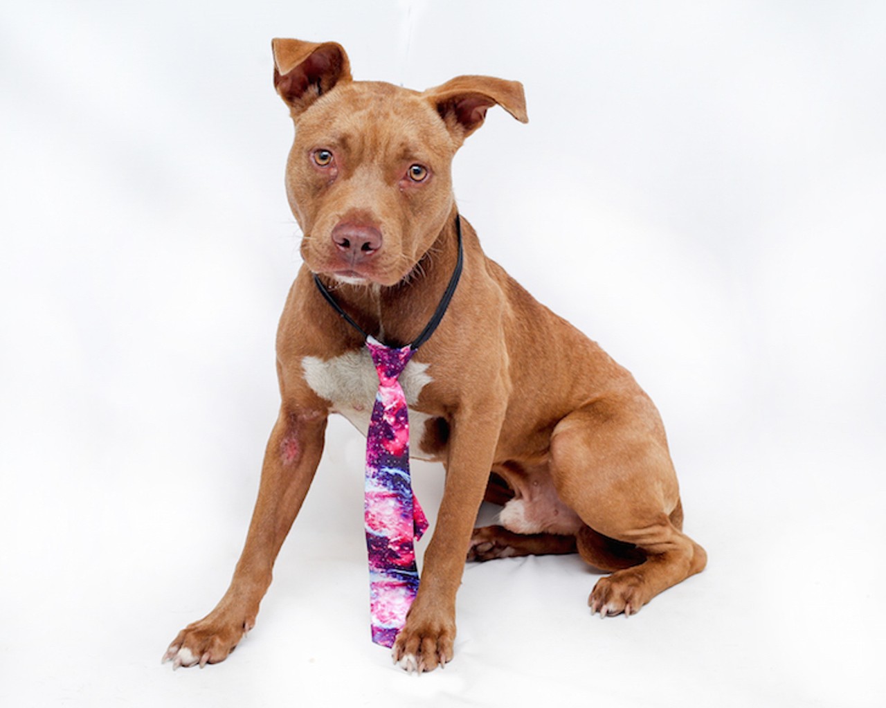 20 adoptable dogs in Orlando that are all like 'Sup?'