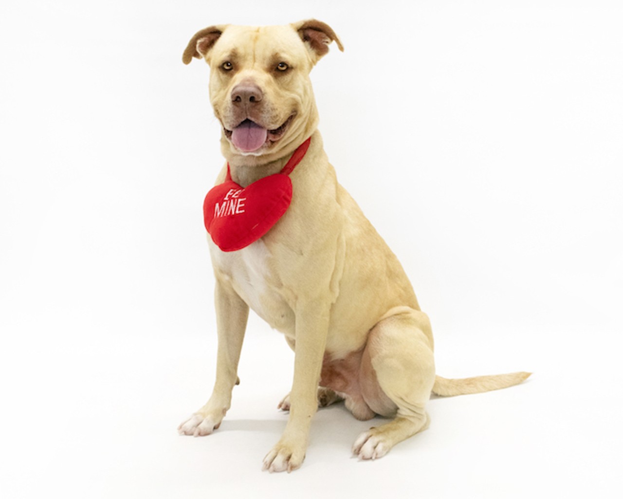 20 adoptable Orlando County dogs looking for a new sweetheart