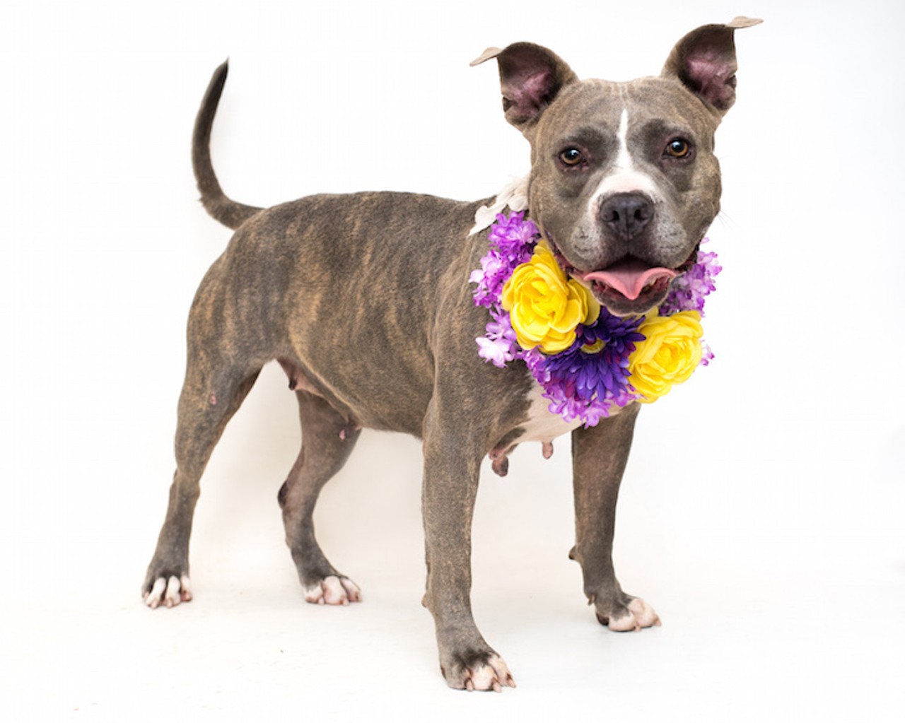20 adoptable Orlando dogs who would love a new human