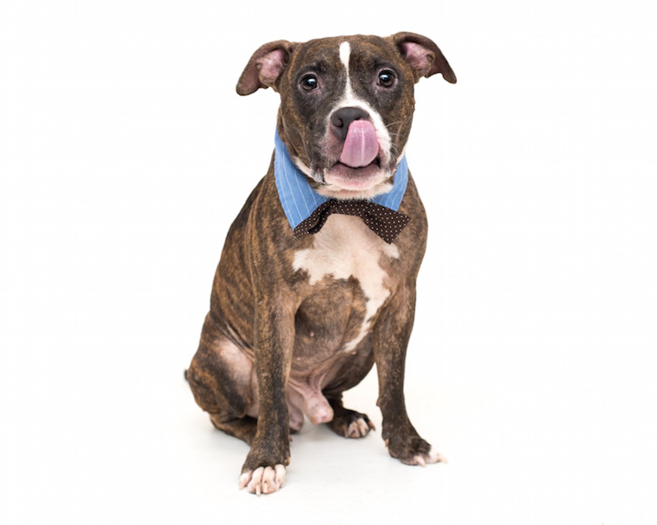20 adoptable Orlando dogs who would love a new human