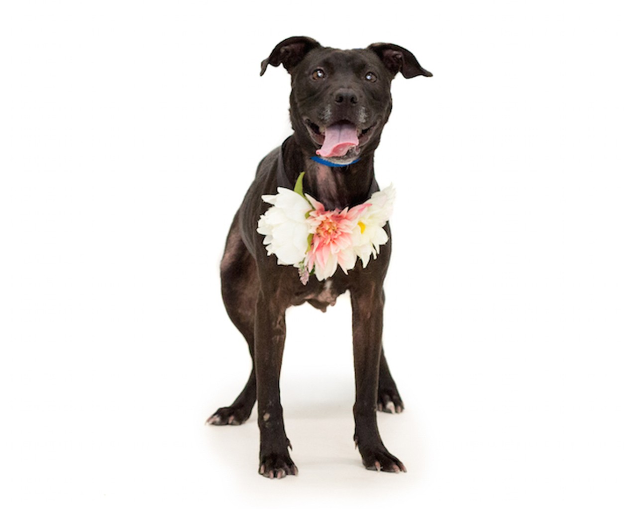 20 adorable Orlando dogs just beggin' to be adopted