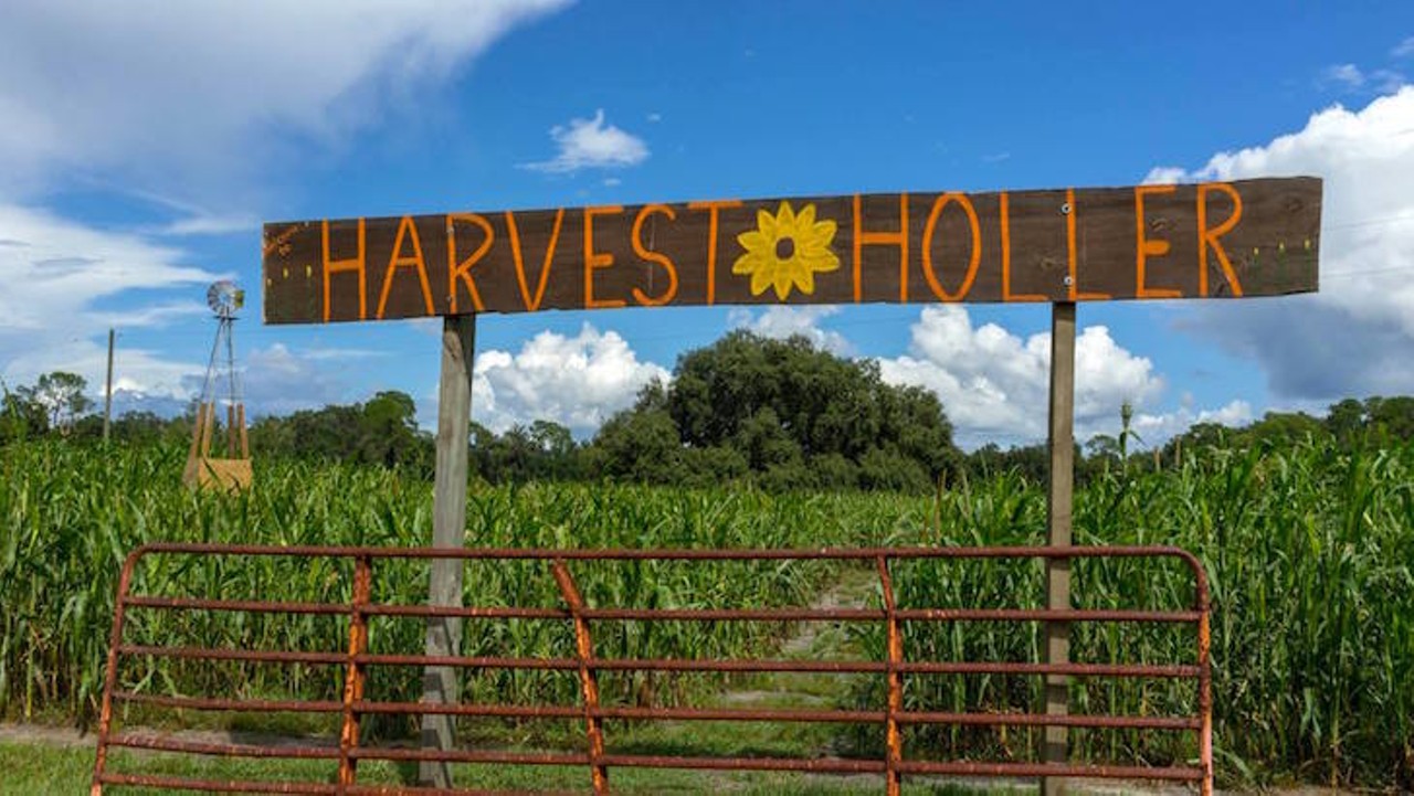 Harvest Holler
950 Tavares Road, Polk City, 352-895-8687
About 45 minutes from Orlando, is a picture-esque pumpkin patch at Harvest Holler that is sure to provide ample fall fun. Starting Sept. 22 through Nov. 12, you can get your pick of pumpkins every Friday, Saturday and Sunday. You can also check out the farm during the week, if you make a reservation. 
Photo via Harvest Holler Corn Maze