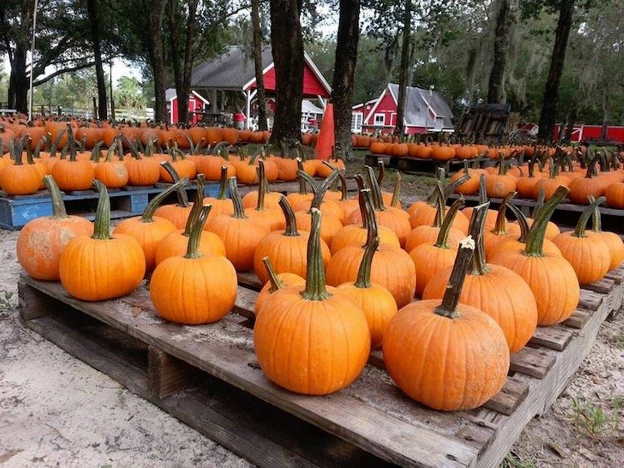 Santa&#146;s Christmas Tree Forest
35317 Huff Road, Eustis, 352-357-9863
Christmas may be a couple months away, but you can still have fun at Santa&#146;s Christmas Tree Forest this fall. A pumpkin patch, mazes, photo ops, unlimited hayrides, horse rides, ziplines, duck races and a petting zoo are available for you to enjoy on the weekends, starting Sept. 30 - Oct. 29. General admission is $3 with additional costs for other activities ranging between $3- $18.
Photo via Santa&#146;s Christmas Tree Forest/Facebook