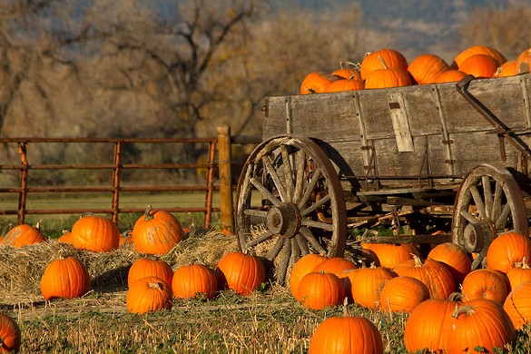 Uncle Donald&#146;s Farm  
    2713 Griffin Avenue, Lady Lake, 352-753-2882
     The pumpkin patch and hay maze will be open in October. The Fall Fun Nights will be held every Monday night in October from 7:30 p.m. to 9:30 p.m.. The cost of admission is $10.
    
    Photo via  Adobe Images