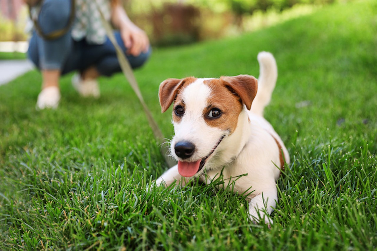 Saturday, Feb. 8Paws in the Park at Lake Eola Park