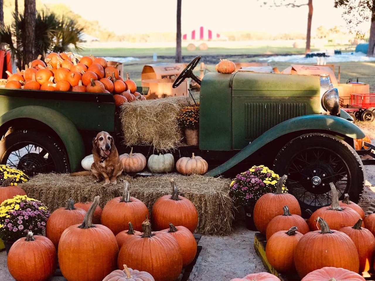 20 Orlando area corn mazes and pumpkin patches worth exploring this fall