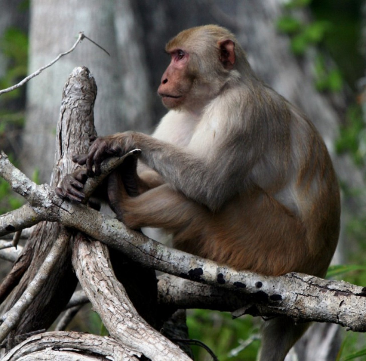 Paddle your way to a colony of rhesus monkeys
(352) 236-7148, 1425 NE 58th Ave, Ocala Silver Springs State Park 
Whether you want to camp, mountain bike, or just simply to gaze at some of the reasons that set Florida apart, including the oddly located rhesus monkeys, the gem that is Silver Springs State Park has you beyond covered.
Photo via Anoldent/Flickr