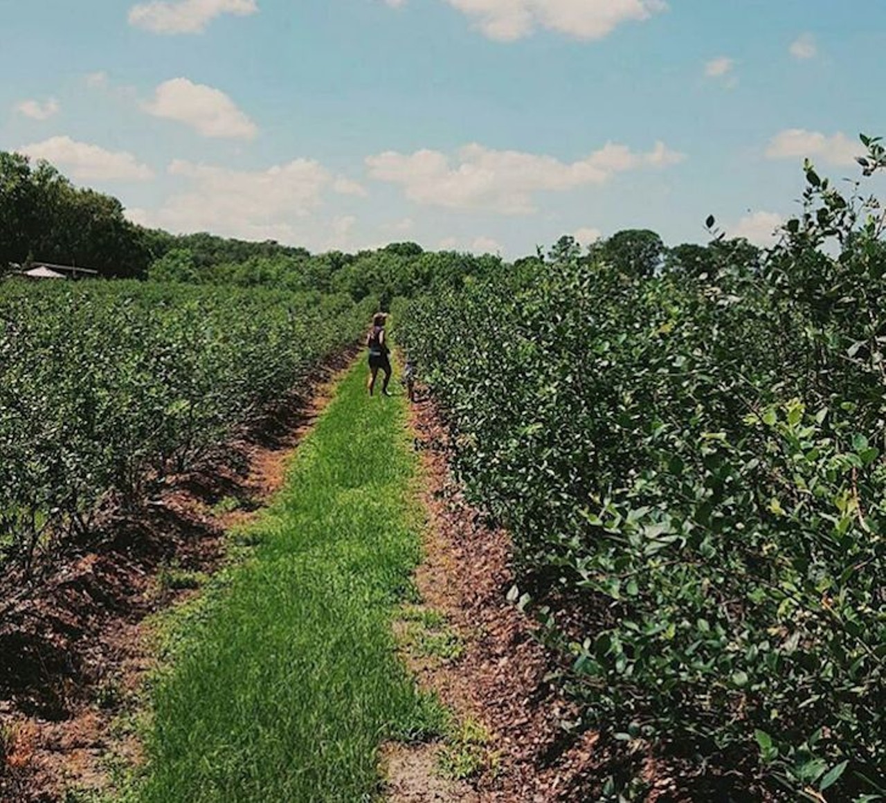 Promise Farms
36111 N. County Rd. 44A., Eustis, 352-408-1988
Buckets provided, holding six to seven pounds, you can fill &#145;er up or pay $5 per pound at this blueberry farm. Hours and days are subject to change based on weather or other circumstances, so be sure to call ahead or check out their Facebook.
Distance from Orlando: 46 minutes
Photo via shelbysusannahrewis/Instagram