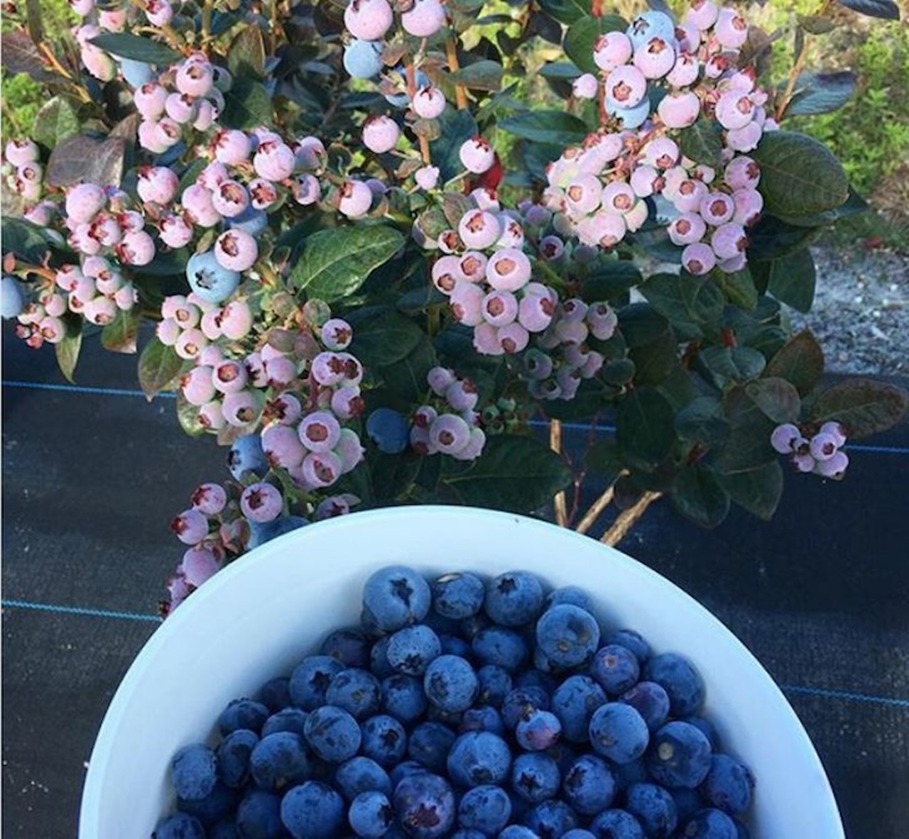 Chapman&#146;s Double C Bar Ranch
3650 N Canoe Creek Rd., Kenansville, 407-892-2414
Every Saturday, if the weather allows, Chapman&#146;s Ranch is open to friends and families to hand pick blueberries from 9 a.m. to 3 p.m. Blueberries are $5 per pound and if you get hungry they offer a mouth watering hamburger made from their own beef.
Distance from Orlando: 50 minutes
Photo via Chapman&#146;s Double C Bar Ranch/Instagram