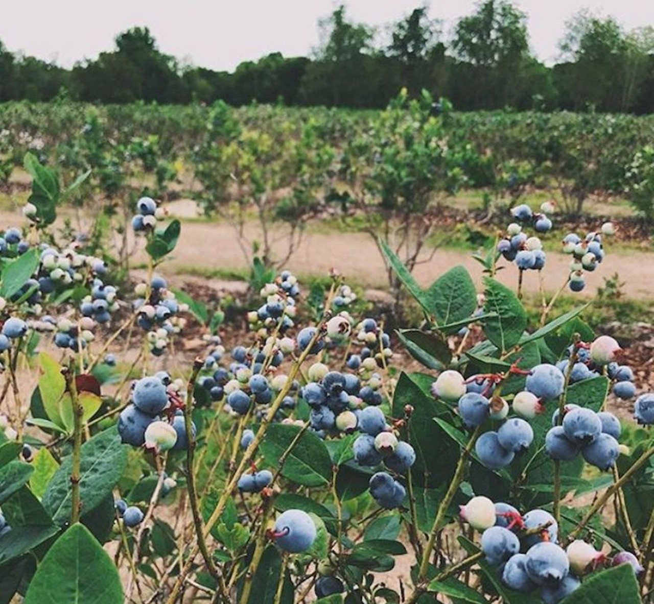 C&W Farms of Central Florida
5710 Hendricks Rd., Lakeland, 863-412-8104
With 5 varieties of blueberries, where could you go wrong? This blueberry farm will be open starting April 10, come pick &#145;em from Tuesdays thru Sunday between 8:30 a.m. to 4 p.m. $4.75 per pound of u-pick berries.
Distance from Orlando: 1 hour and 21 minutes
Photo via batmansidentity/Instagram