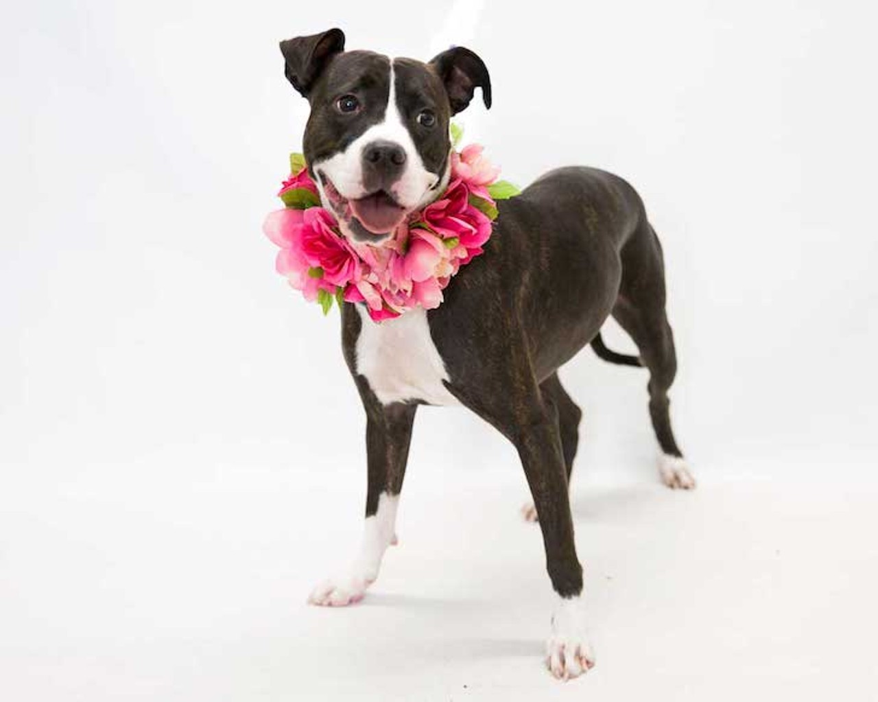 21 adoptable dogs available right now at Orange County Animal Services