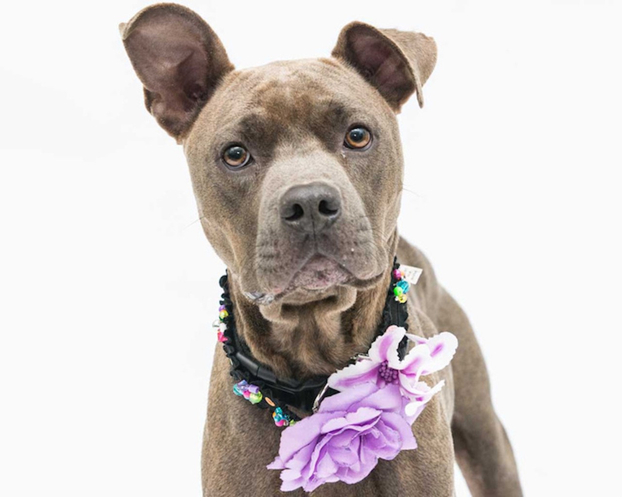 21 adoptable dogs in Orlando who need homes now