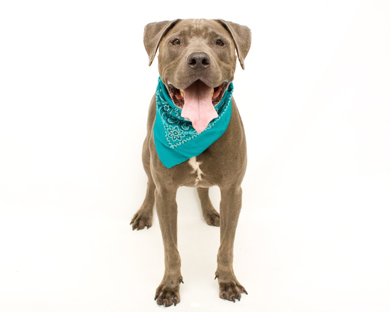 21 adoptable dogs ready to meet you at Orange County Animal Services