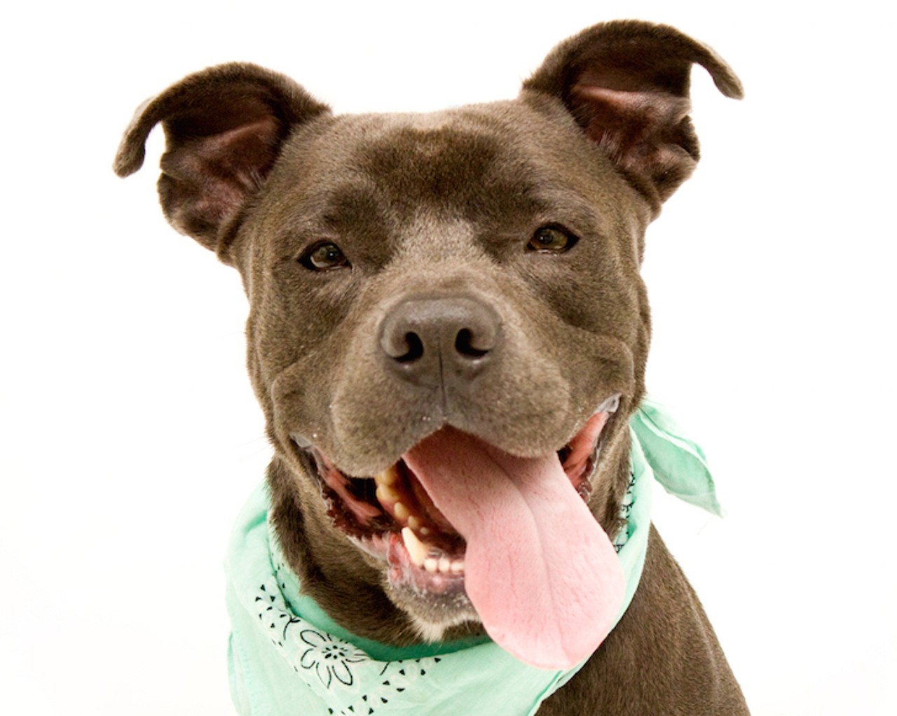 21 adorable dogs up for adoption right now at Orange County Animal Services