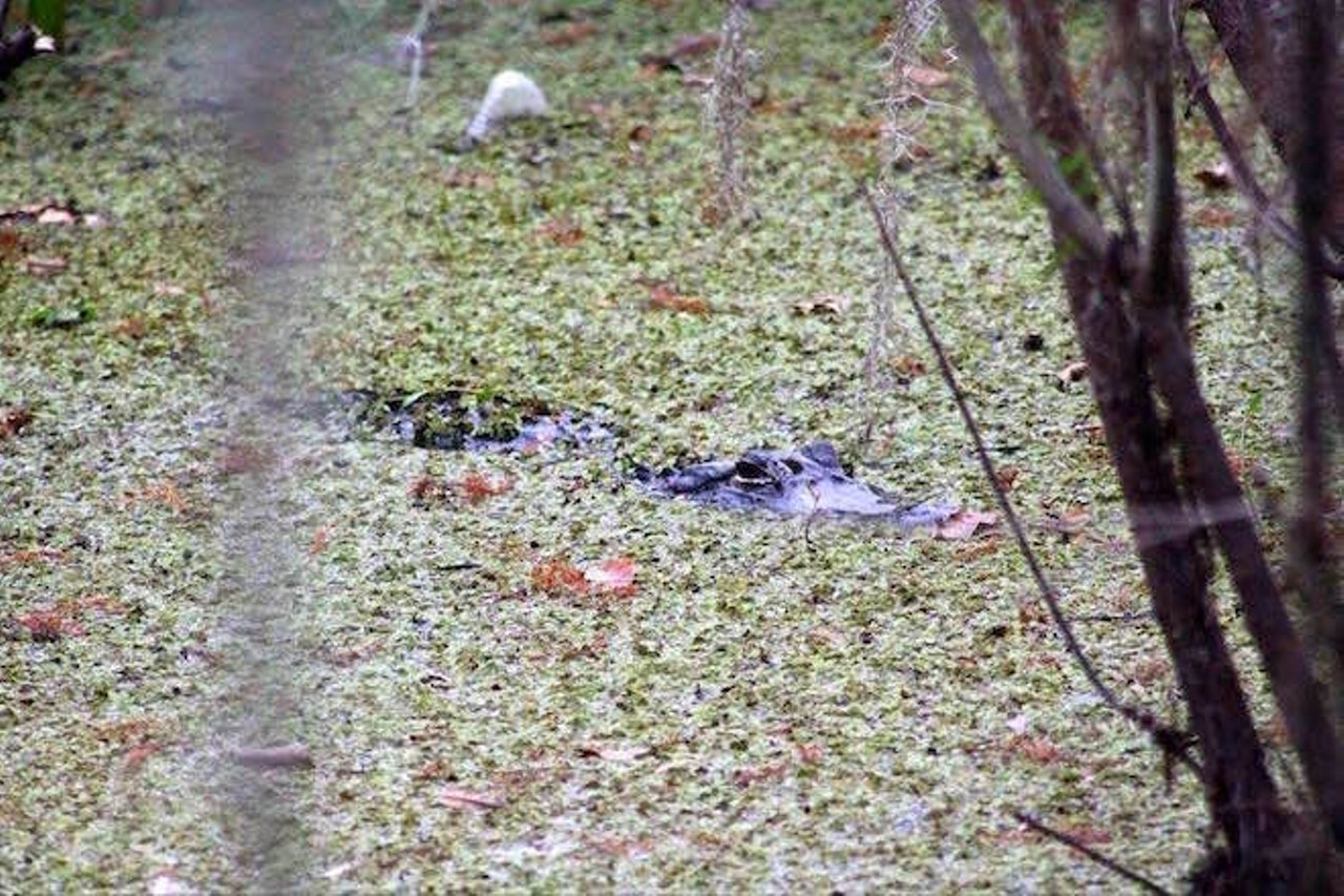 Gatorwatching and being watched at Black Bear Wilderness Area in Sanford