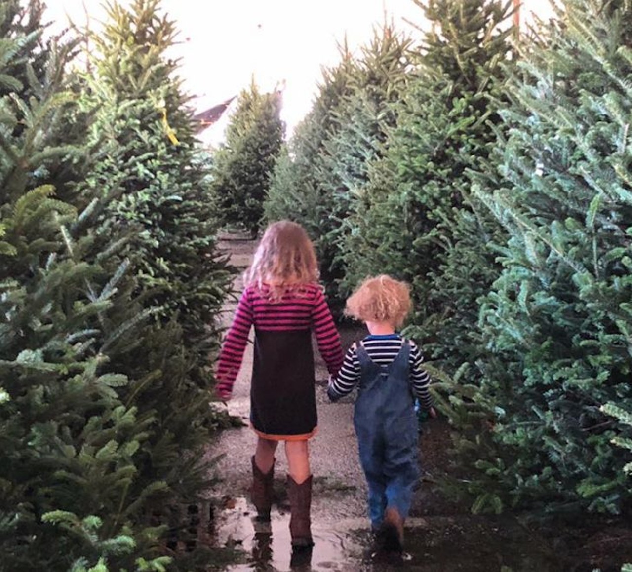 Severt&#146;s Christmas Tree Farm
Multiple locations
With over 40 years of experience, this family-owned farm harvests trees Fraser Fir Christmas trees from North Carolina and Virgina. Locations span across Florida, with Central Florida stores in Winter Springs, Kissimmee and Lake Mary. Open every day with varying hours.
Photo via Severt&#146;s Christmas Tree Farm/Facebook