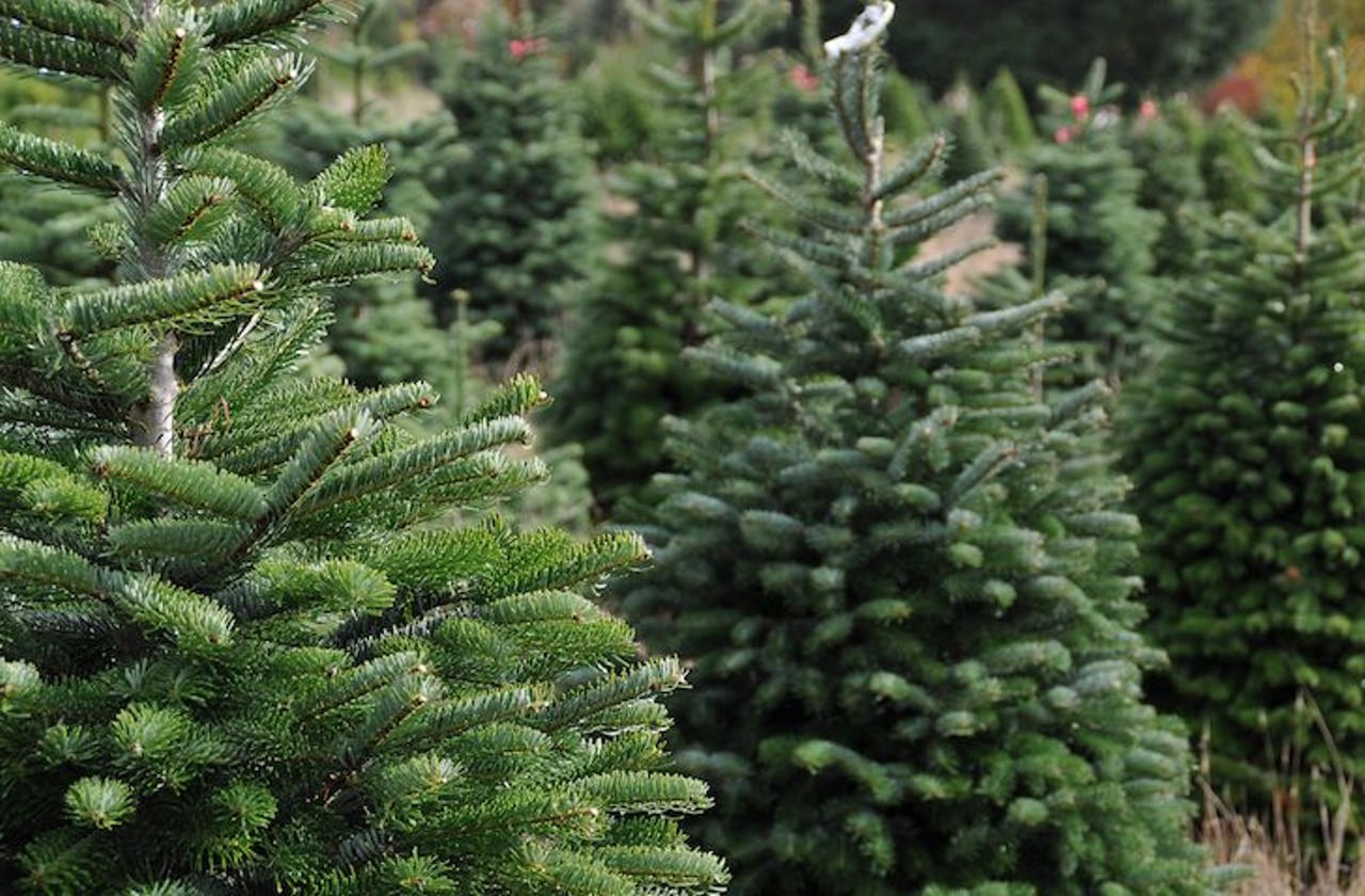 Nicholas&#146;s Christmas Tree Farm
14260 SE 80th Ave, Summerfield; 352-245-8633
Experience cutting your own tree as well as taking your pick from many fresh farm foods, including fresh vegetables and raw honey. The farm is open every day from 10 a.m. to 5:30 p.m.
Photo via Adobe Images
