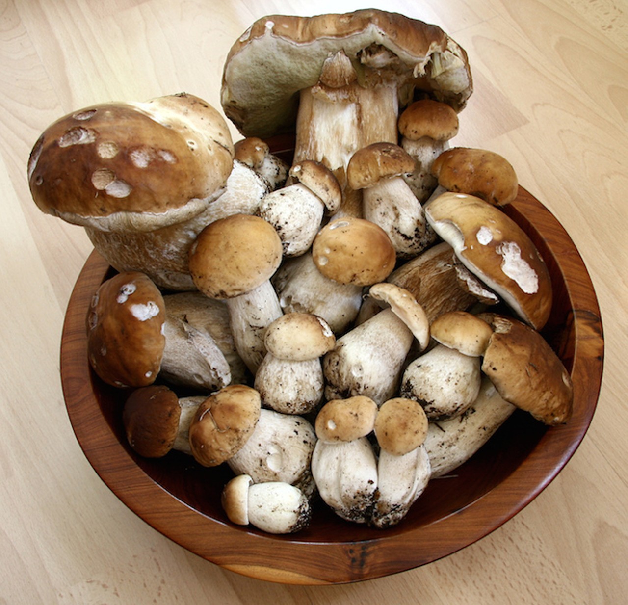 Saturday, May 24Edible Mushrooms of Central FloridaLearn to identify and grow edible and medicinal mushrooms with Terry Meer.
