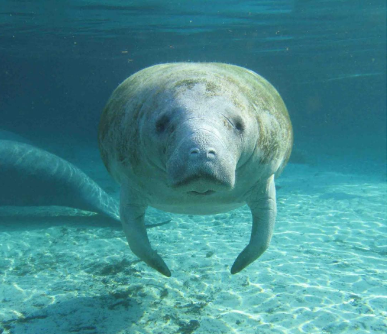 And manatees!
Photo via stoptheslaughterfl/Instagram