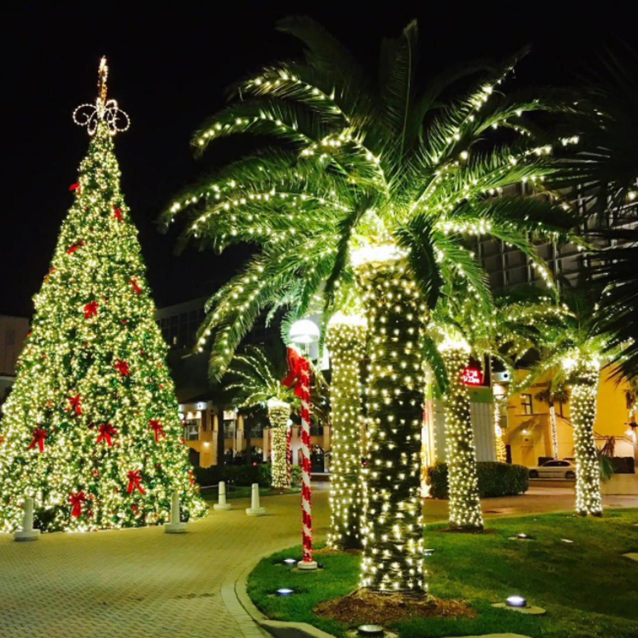 The palm tree becomes the official Florida Christmas tree 
Photo via mamaearth/Instagram