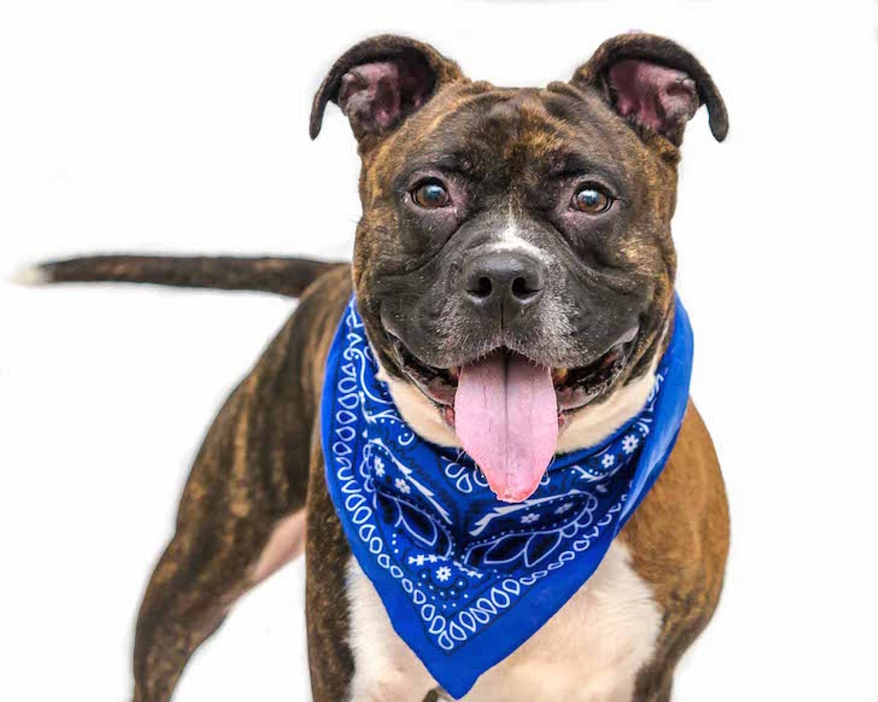 22 adoptable dogs looking for a new companion