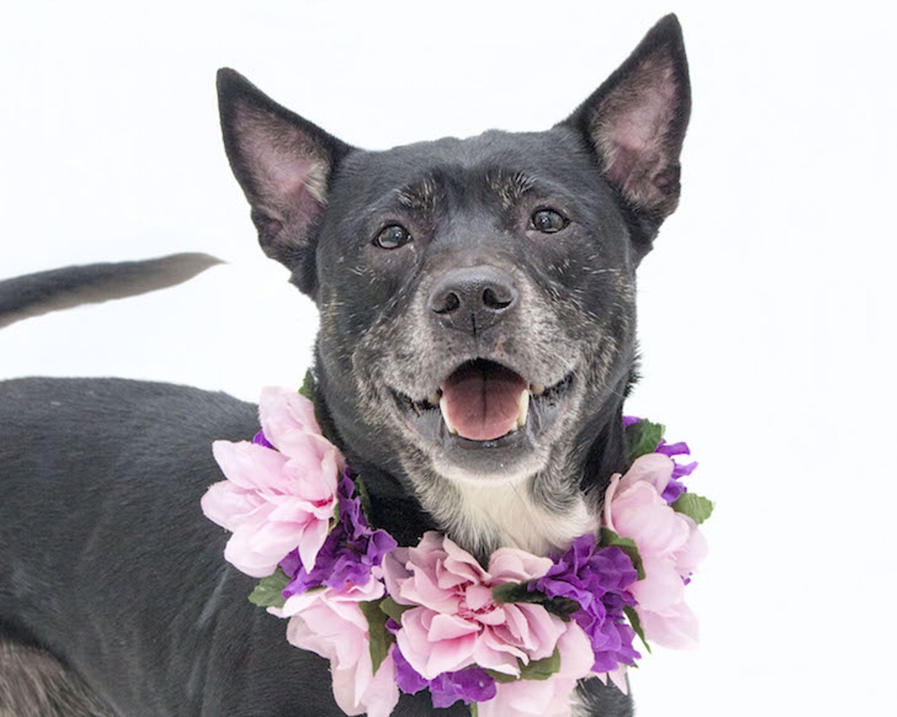 22 adoptable dogs that would love to meet you at Orange County Animal Services