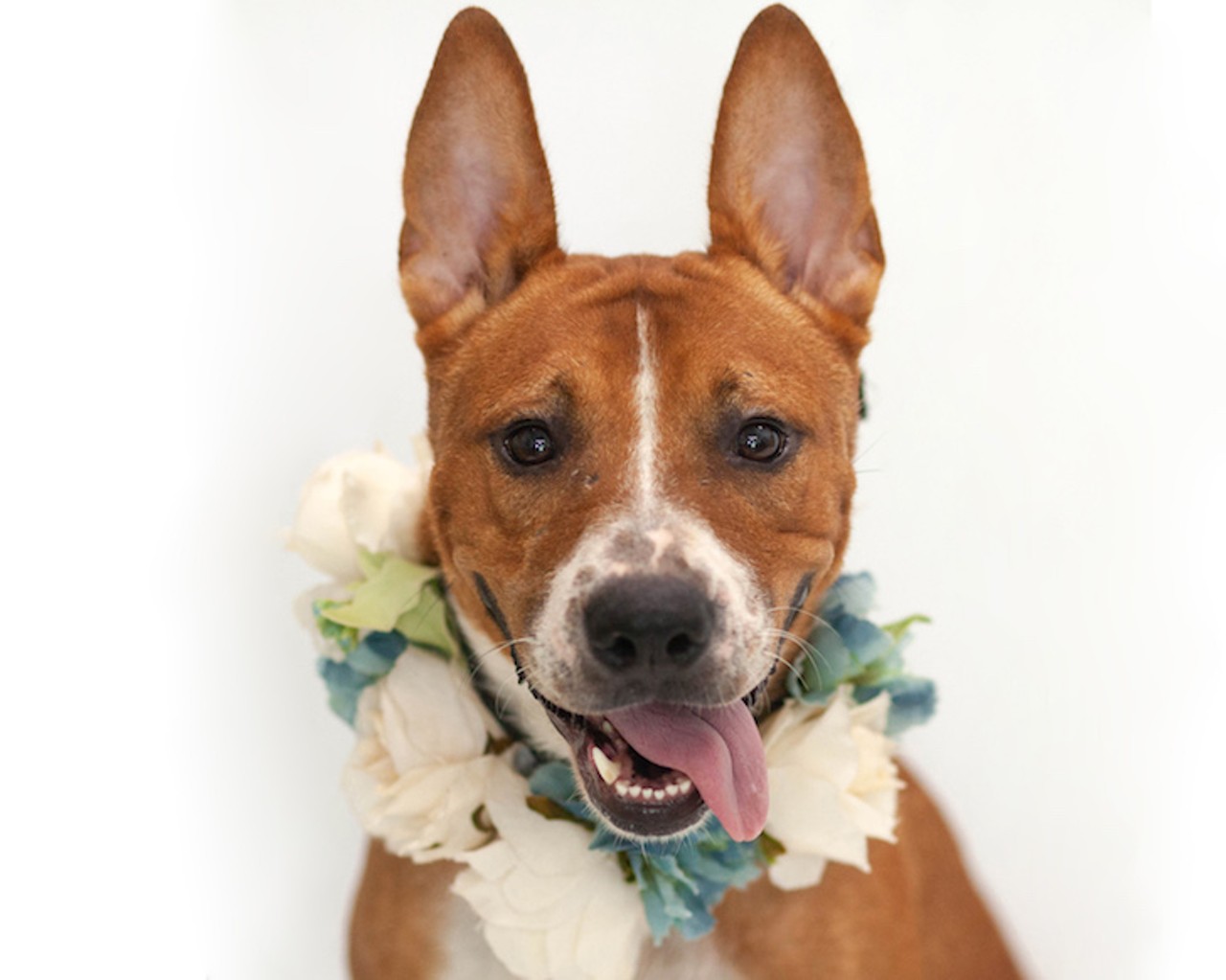 22 adoptable Orange County dogs who want to steal your heart