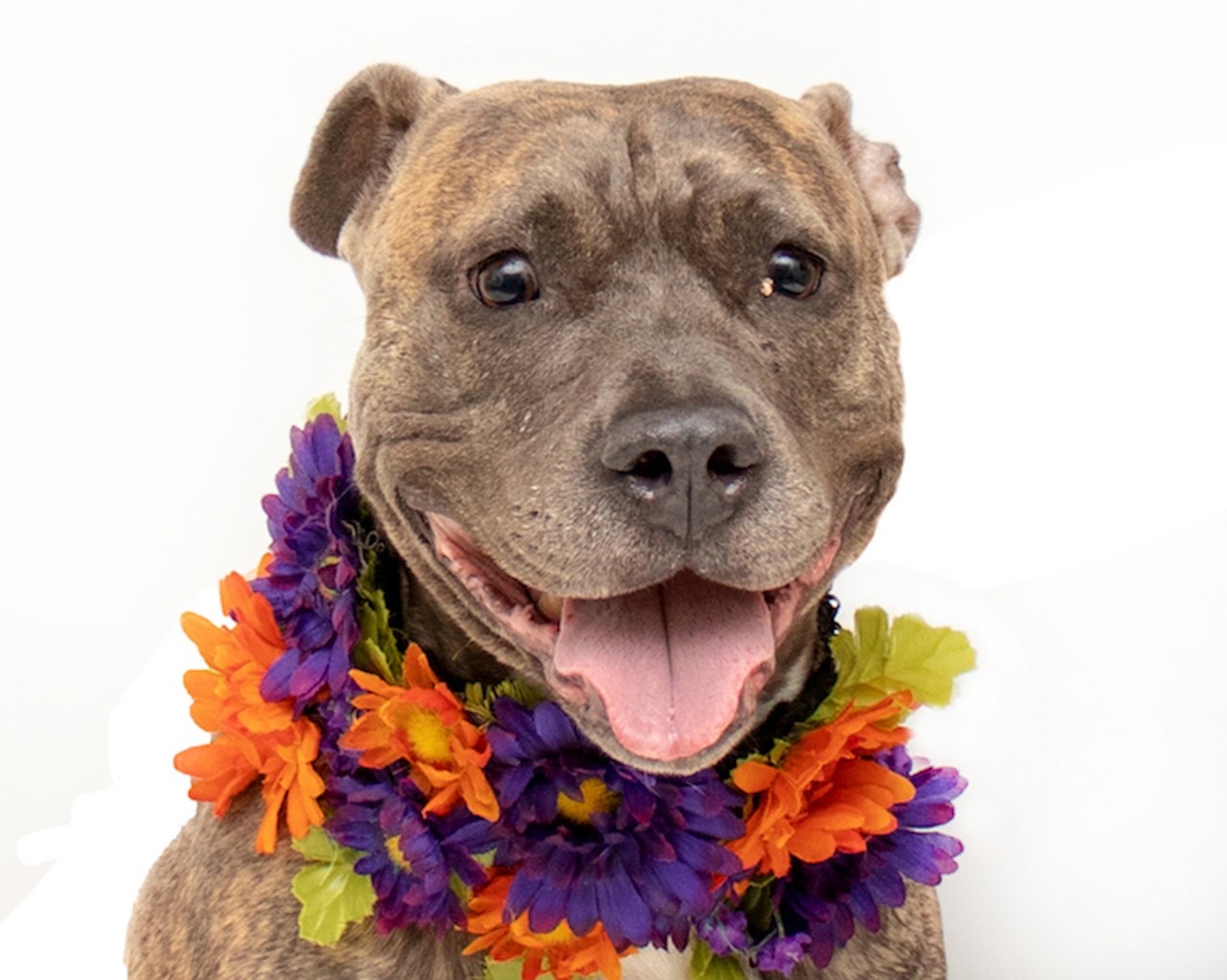 22 adoptable Orange County dogs who want to steal your heart