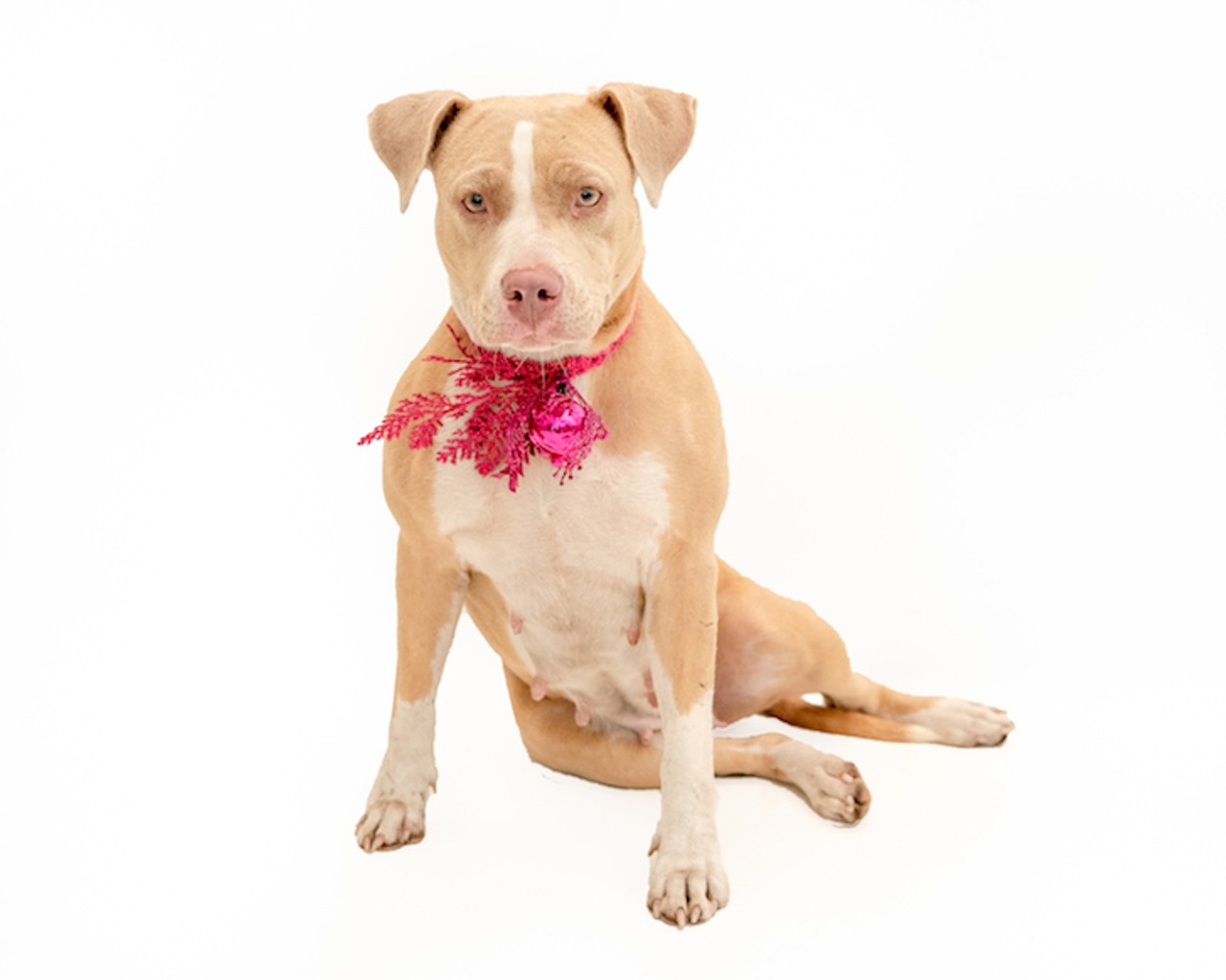 22 adoptable Orange County pooches looking for a Christmas miracle
