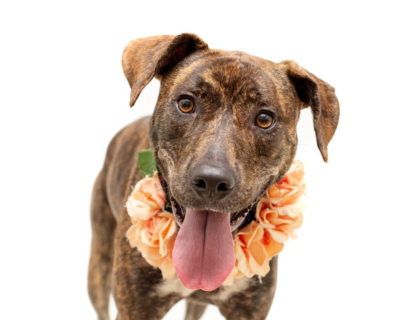 22 adoptable Orange County pups hoping to meet you right now