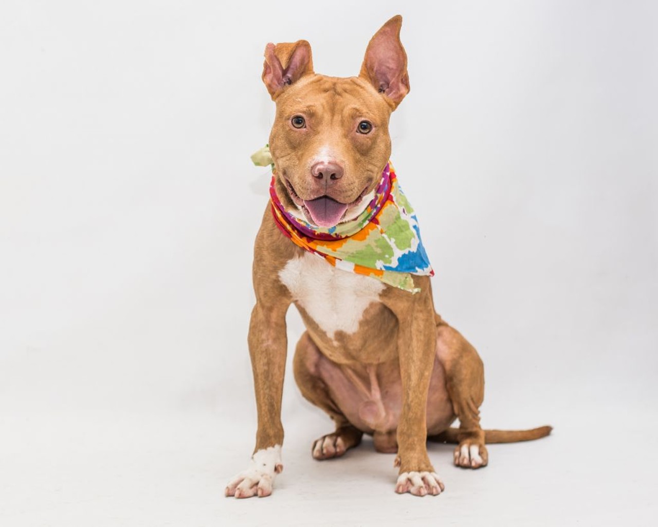 22 adoptable Orange County pups hoping to meet you right now