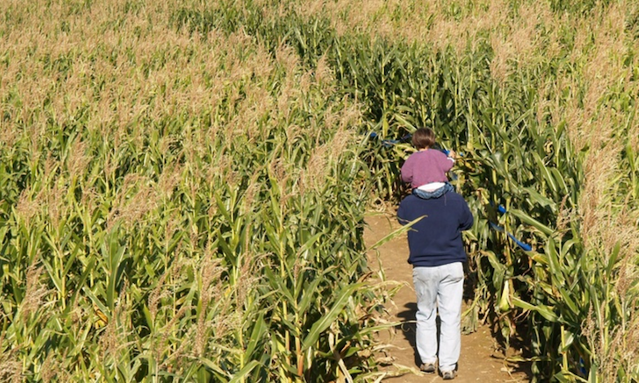 Harvest Fields Corn Maze
2300 W. State Road 40, Ormond Beach, 386-801-1810
This corn maze sits on a 1,200-acre ranch. Open to the public, the maze invites families to get lost and enjoy hayrides, a giant hay fort, a pumpkin patch, duck races and much more. Admission is $10 for ages 2 and older. Those under 2 are free. The corn maze is open from Oct. 8-Nov. 6 from 10 a.m.-6 p.m. Saturday and 11 a.m.-5 p.m. Sunday.
Photo via Groupon