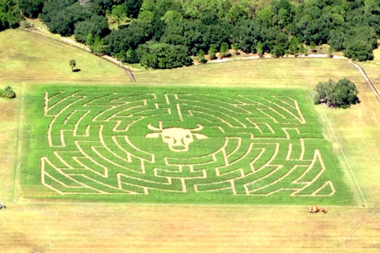 Partin Ranch Corn Maze
5601 N. Canoe Creek Road, Kenansville, 407-709-7250 
Starting on Oct. 8, this patch will be open every Saturday and Sunday for the rest of the month. Mazes, a barrel train ride, a hayride, corn box, games, and a kiddie zipline are included with your admission. There will also be food and pumpkins available for purchase. Admission is $10 for adults and $8 for kids. 
Photo via Partin Ranch /website
