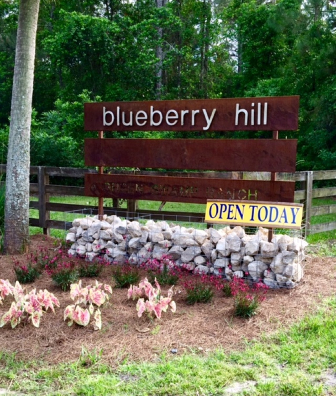 Blueberry Hill 
5000 Berry Groves Road, Clermont
Blueberry Hill opens up their gates for U-Pick March 19. They offer both &#147;organic and conventional&#148; berries, depending on your taste.
Photo via Blueberry Hill/website