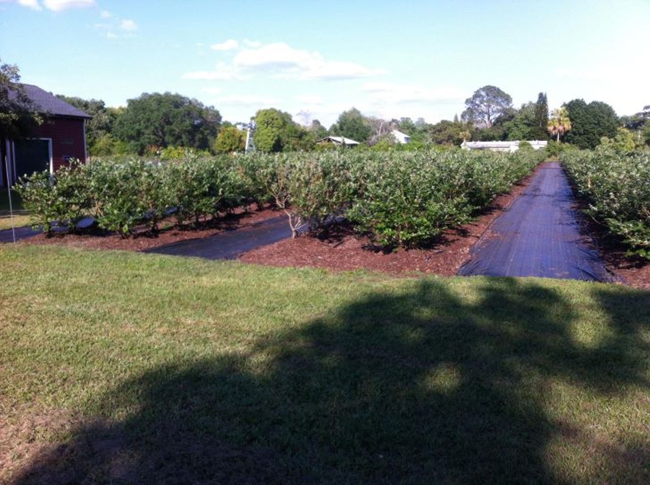 B&G Rucks U-pick blueberries 
1031 Oak Shore Drive, Saint Cloud
B&G has blueberries, but they also have their own honey, guava trees, snap peas and more. Keep an eye on their Facebook page for when they kick off their season.
Photo via B&G Rucks U-pick blueberries/Facebook