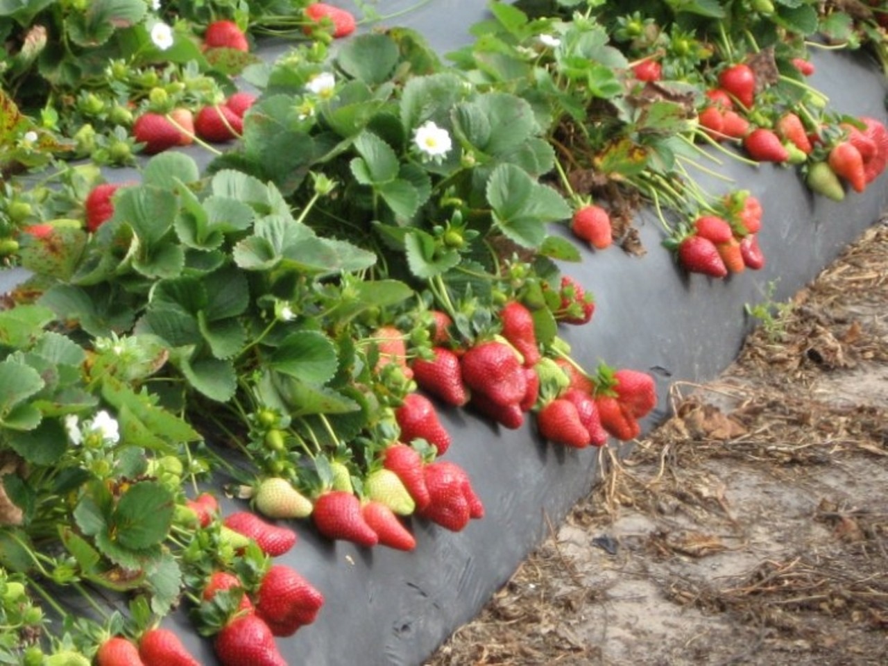 Spivey Farms 
6101 County Road 39 South, Plant City
Spivey Farms will open a U-Pick strawberry field on Saturday, March 13, from 9 a.m. to 4 p.m. Though for now that is the only announced date, Spivey will announce more dates for U-Picks on their website and social media.
Photo via Spivey Farms/Facebook