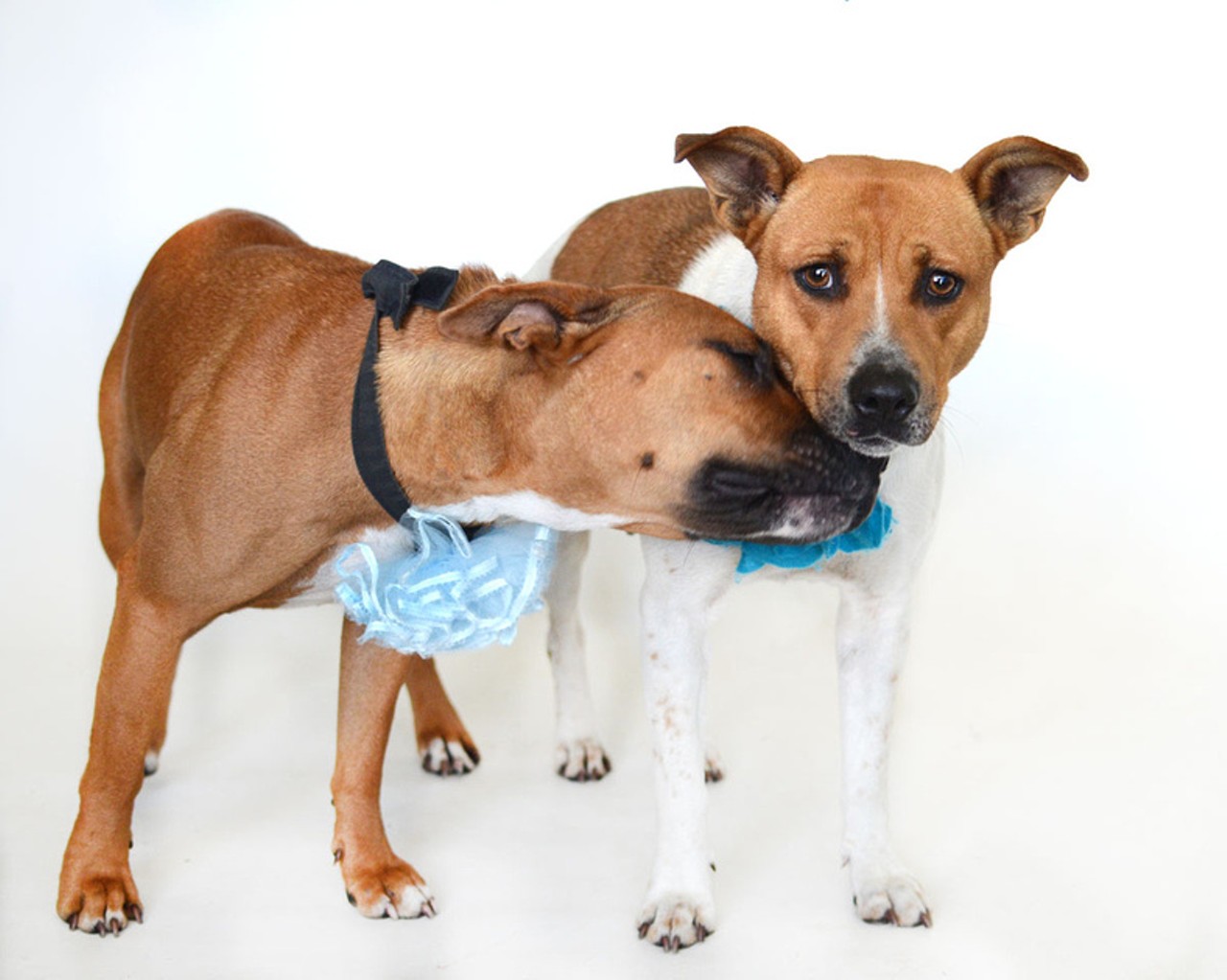 22 sweet photos of adoptable dogs at Orange County Animal Services