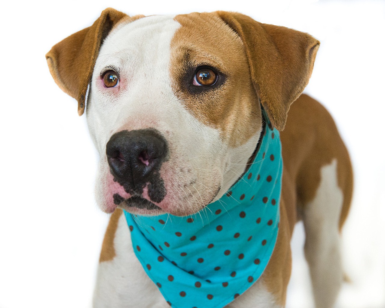 22 sweet photos of adoptable dogs at Orange County Animal Services