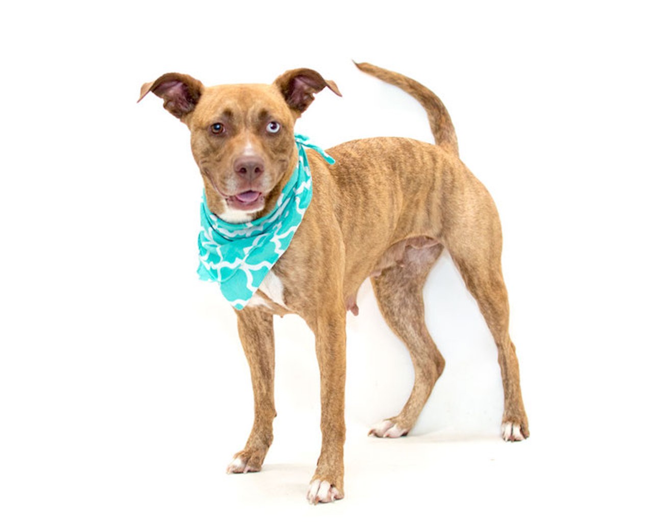 23 adoptable dogs in Orlando that would love a new home