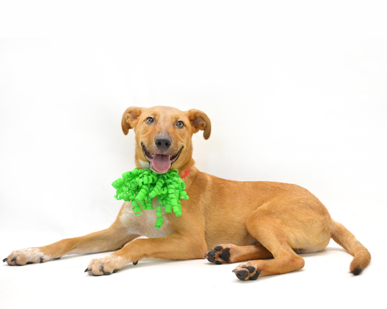 23 adoptable dogs in Orlando that would love a new home
