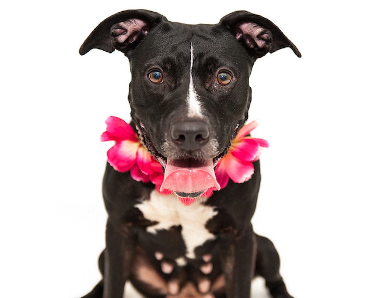 23 adoptable dogs looking for a place to call home