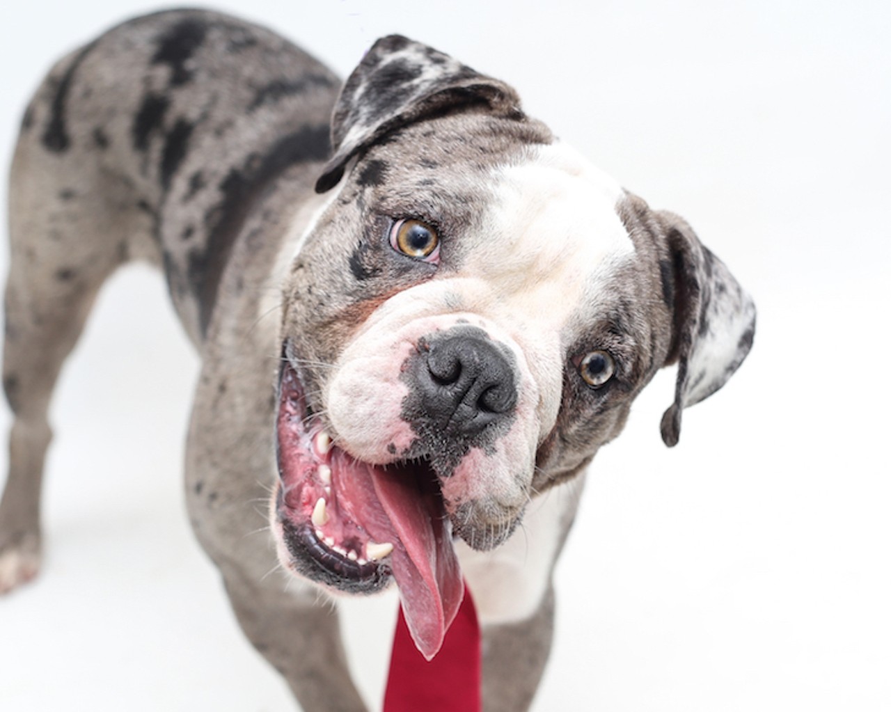 23 adoptable dogs that are super serious about coming home with you