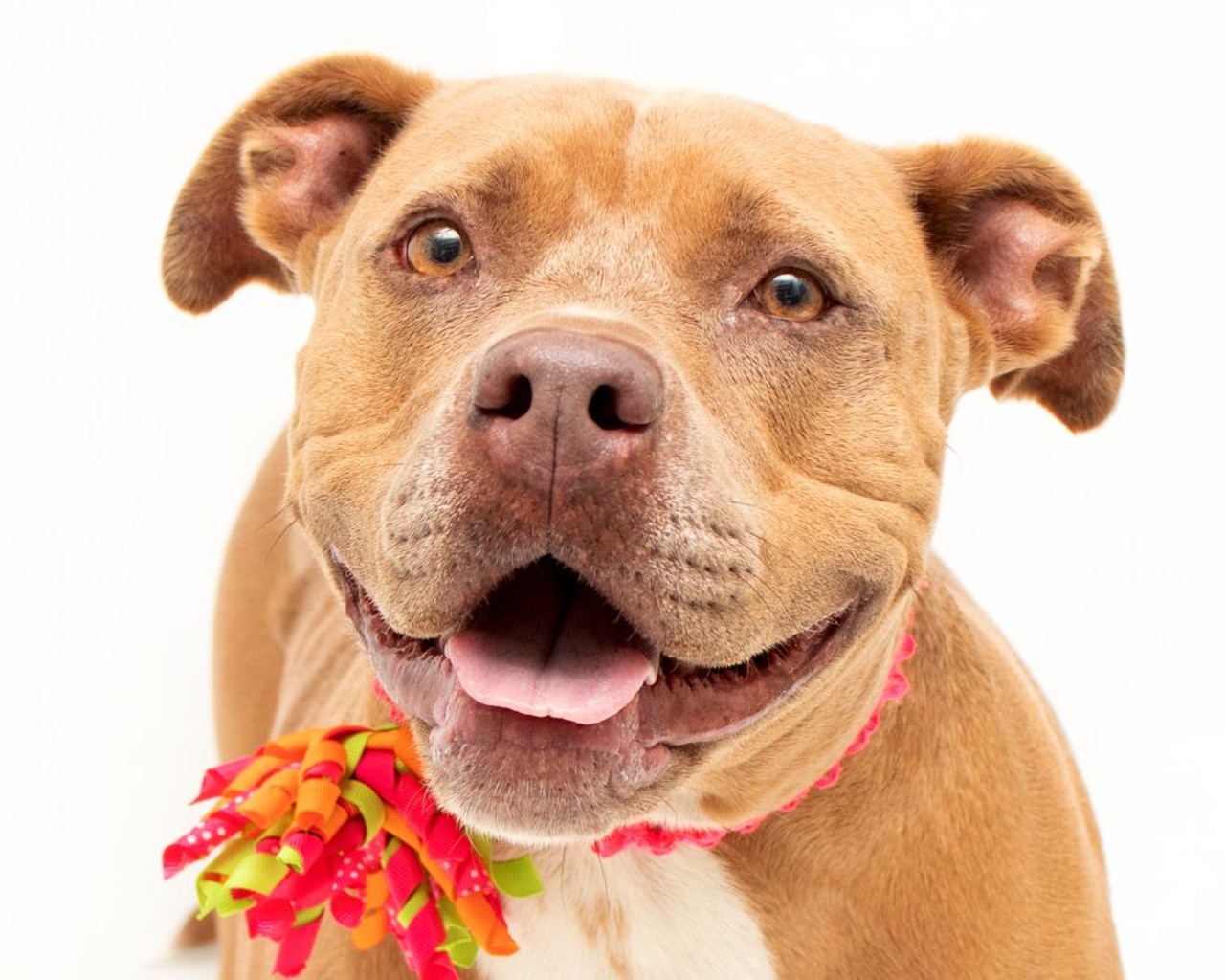 23 adoptable Orange County dogs that would be more than thankful to meet you
