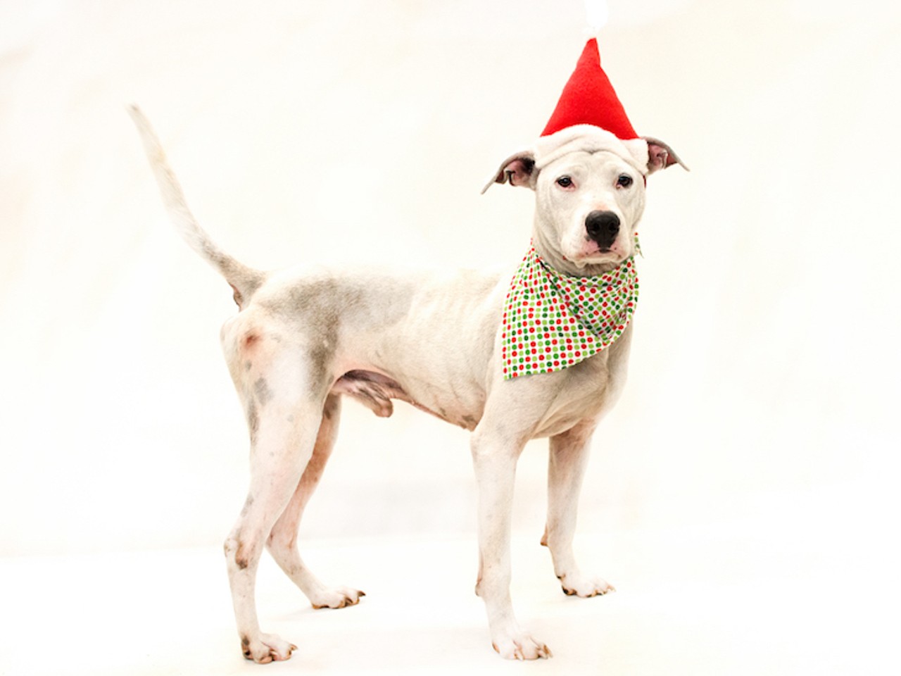 23 adorable pups that would love a new home this Christmas
