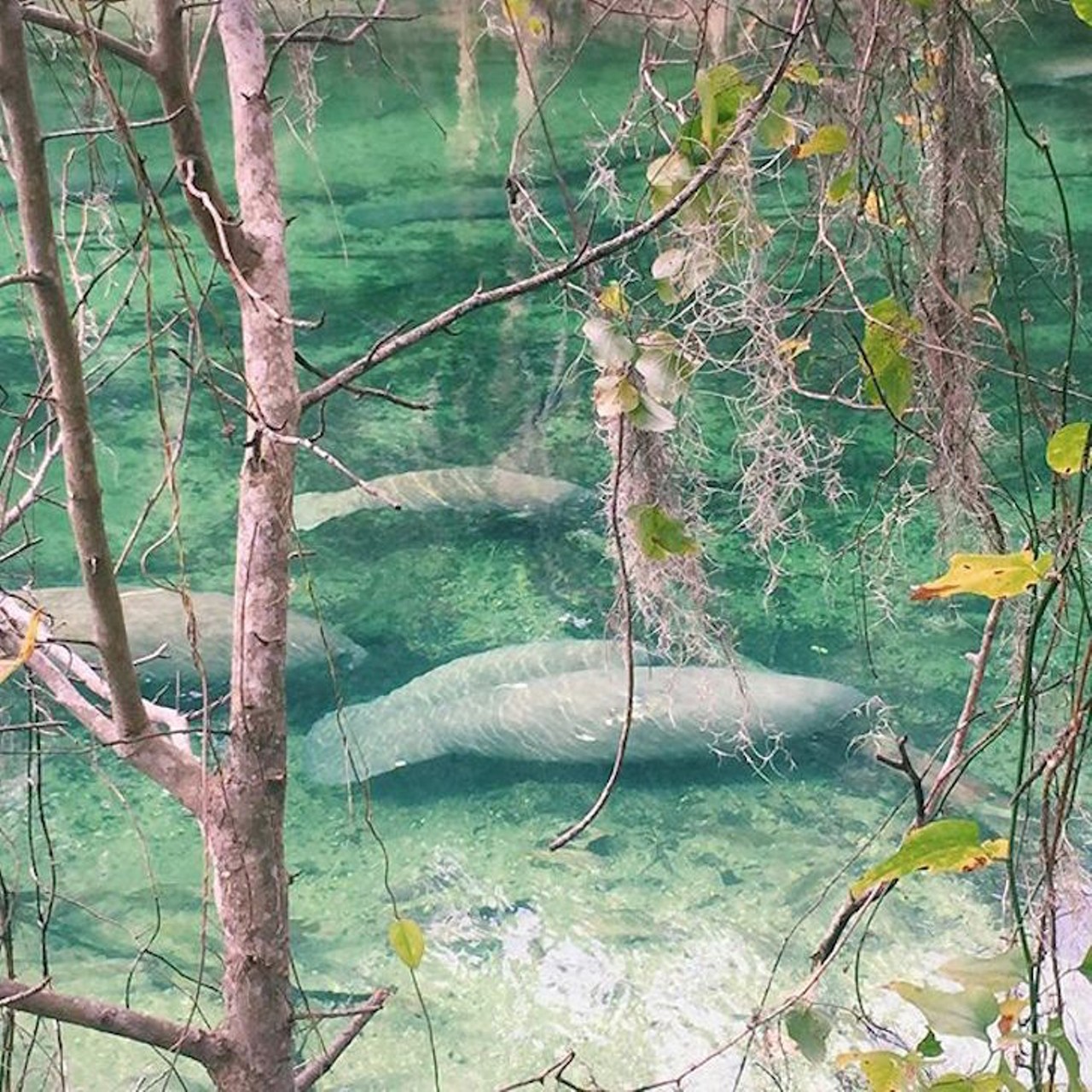 Blue Springs State Park
2100 W. French Ave., Orange City, Fla. 32763 | 386-775-3663
Florida&#146;s cutest sea mammal, the manatee, gathers by the hundreds at Blue Springs. You might not be able to swim our aquatic friends, but when you&#146;re taking a break from scuba diving in the crystal clear springs, be sure to go to the overlooks to catch a glimpse of an endangered manatee.
Photo via samimerthe on Instagram