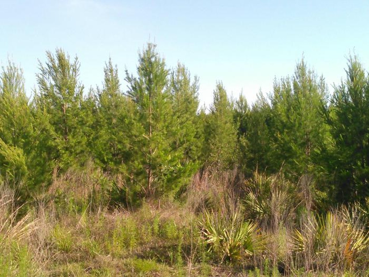 Ocala National Forest Christmas Tree U-Pick 
352-625-2520, 40 Silver Springs.
Cut down your very own Christmas tree at the Ocala National Forest. All that&#146;s required is a $5 permit that can be purchased online. 
Photo via U.S. Government Recreation/Website