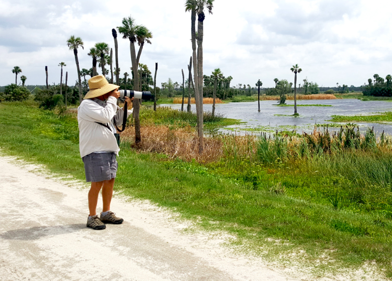 Orlando Wetlands Park
25155 Wheeler Road, Christmas
This park consists of a series of wetland “cells” the city uses to naturally filter treated wastewater. Hikers can follow their fancies here: Pick your way through the wetland marshes or explore the surrounding forest, your choice.