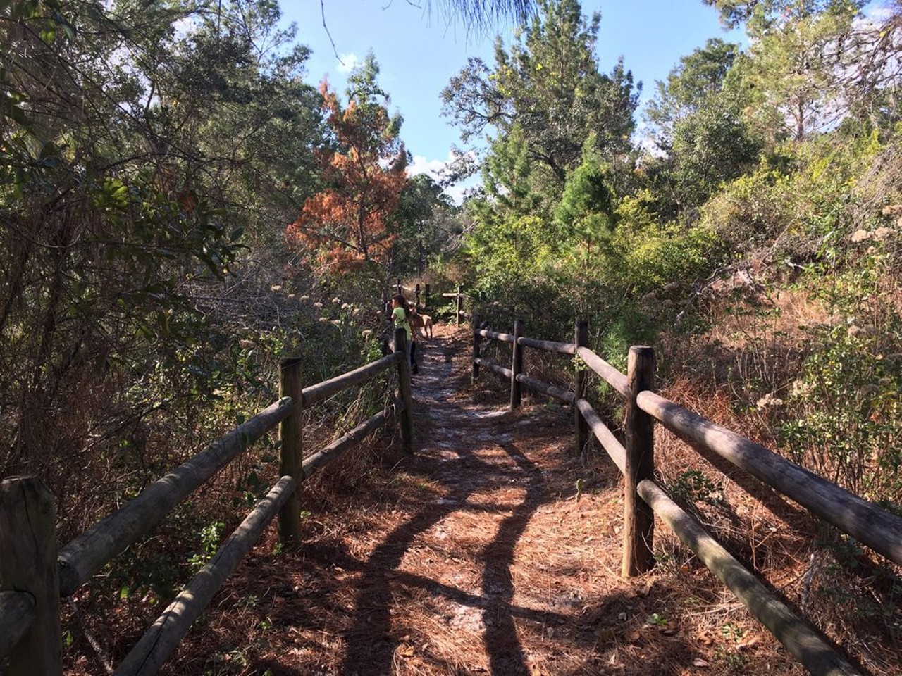 Shadow Bay Park
5100 Turkey Lake Road, Orlando
Orlando's Shadow Bay Park straddles an ancient shoreline and offers a network of trails winding through the scrub habitat and sandy footpaths. Along with the trails, this park also has a variety of recreational opportunities, like tennis pickleball, basketball, fishing and a playground.