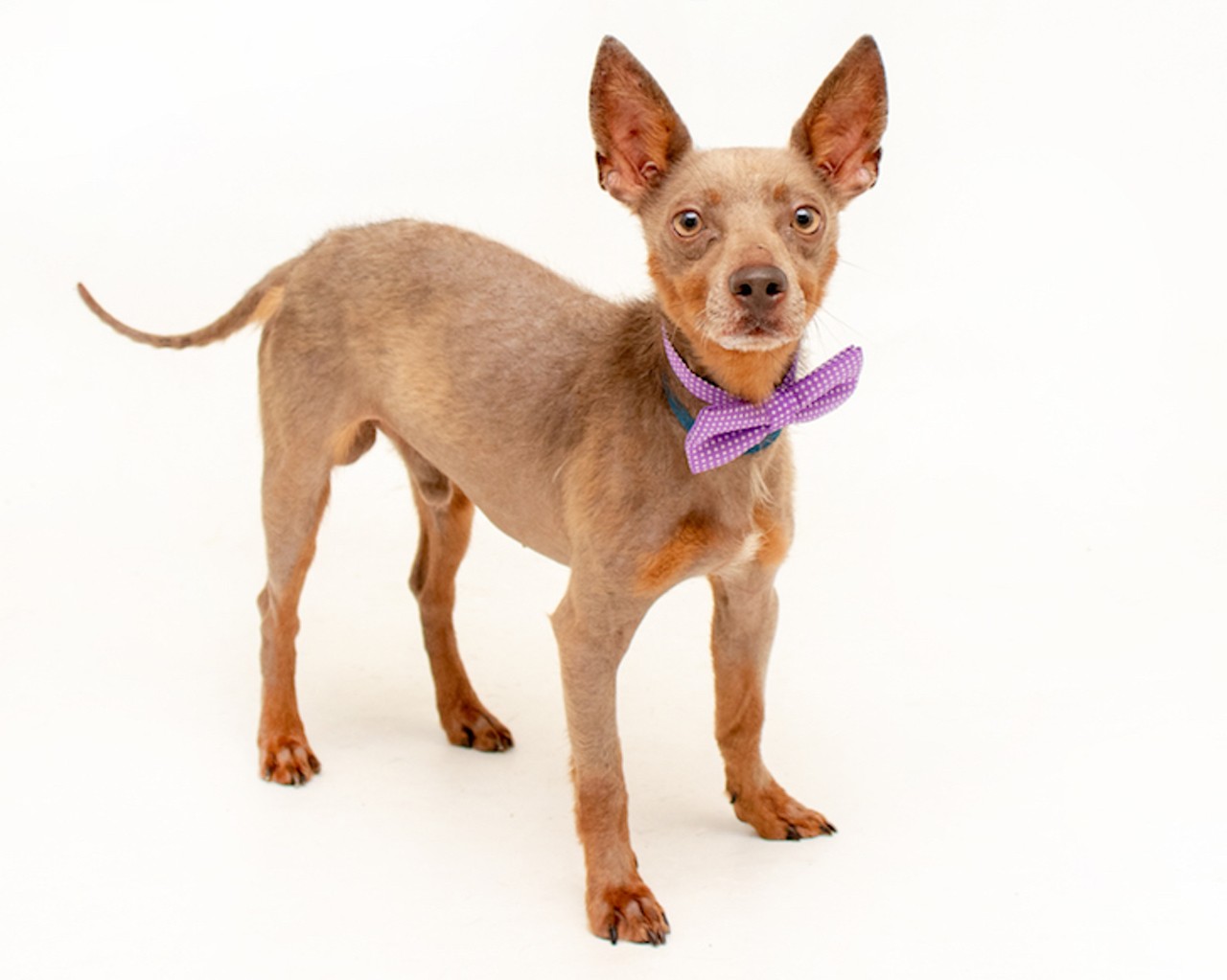 24 absolutely adorable, adoptable dogs in Orange County